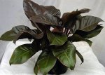 Philodendron Black Cardinal Seedlings - 3 Plug Plants