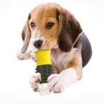 Popsicle Chew Toy For Dogs - Green