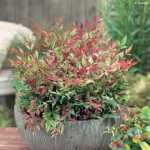 Nandina Domestica 12CM Pot