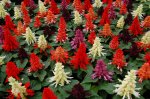 Salvia Reddy Formula Mix Seed - 500 Raw Seed