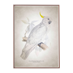 Greater Sulphur Crested Cockatoo Art Print - A3 420X297 Mm