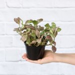 Nerve Plant - Pink - 12CM Nursery Pot