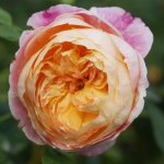 Rose Candice 5LT