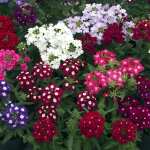 Verbena Obsession Formula Mix Seed - 5000 Raw Seed