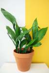 Cast Iron Plant - 20CM Normal
