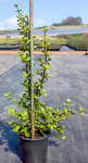 Portulacaria Afra Spekboom 17CM Pot
