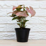 Arrowhead Plant - Neon - 14CM Nursery Pot