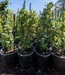 Click & Plant Online Nursery