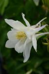 Aquilegia F1 Earlybird White Seed - 10 Raw Seed
