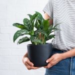 Chinese Evergreen - Maria - In 16CM Matte Black Emerson Ceramic Planter