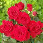Rose Rooibos 5LT