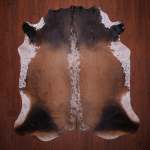 As Grade Nguni Hide 619 Tricolor M - Medium Tricolor Panelled