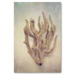 Gifts Of The Sea 4 Art Print - A3 No Frame Print Only