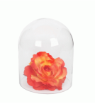 Glass Dome Aquarium Dome Small 10CM H X 7CM W - 10CM H X 7CM W