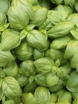 Basil Eleonora Seed - 5000 Raw Seed