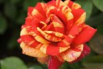 Meli-melo Rose 5LT