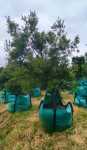 Afrocarpus Falcatus 500LT