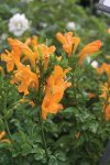 Click & Plant Online Nursery