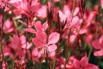 Gaura Butterfly Bush 4 Litres - Pink