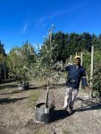 Kalamata Olive Tree 20LT