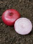 Onion Red Creole Seed - 500 G Raw Seed