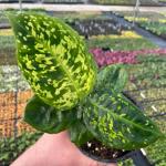 Dieffenbachia Reflector Seedlings - 3 Plug Plants