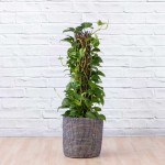 Golden Pothos - Mosspole - In Midnight Blue Weaved Basket