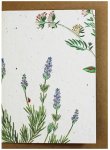 Lavender Greeting Card