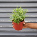 Black Rabbit's Foot Fern - In 12CM Nursery Pot