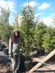 Kiggelaria Africana 100LT
