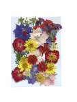 Dried Flowers_ Pressed Colorful Variety