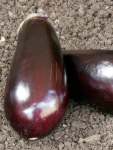 Egg Fruit Long Purple Seed - 2 G Raw Seed