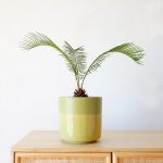Sago Palm - In Lime Pastille 21CM Planter