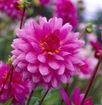 Dahlia Decorative – “rosella” Bulbs