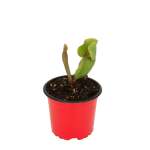 Purpurea - Small