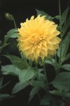 Dahlia Decorative – “edna Comstock” Bulbs