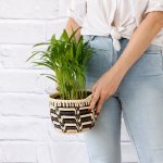 Parlor Palm - 15CM Queen Ilala Basket