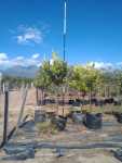 Eureka Lemon Tree 100LT