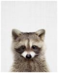 Baby Raccoon Canvas Print - 600MM X 600MM