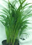 Areca Palm 15CM Pot Bamboo Palm