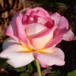 Vesta Hybrid Tea Rose 5LT