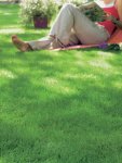 Shade Master Grass Seed - 2 Kg Raw Seed