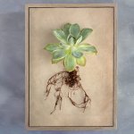 Succulent Study 5 Art Print - A0 Framed Canvas With Natural Wood Frame
