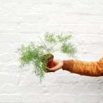 Asparagus Fern - MINI - 10CM Nursery Pot