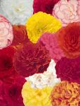 Begonia Nonstop Mix Seed - 10 Pelleted Seed