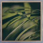Dark Foliage Square 2 Art Print - 100 X 100CM Framed Canvas With Natural Wood Frame