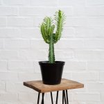 African Milk Tree - In 15CM Nursery Pot