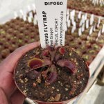 Venus Fly Trap 'petite Dragon.' Special Import. - 2 Year Old Plant. 7.5CM Plastic Container.
