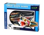 - Animal Anatomy - Great White Shark