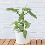 Philodendron - Silver Sword - In White Ceramic Emerson Planter 16CM